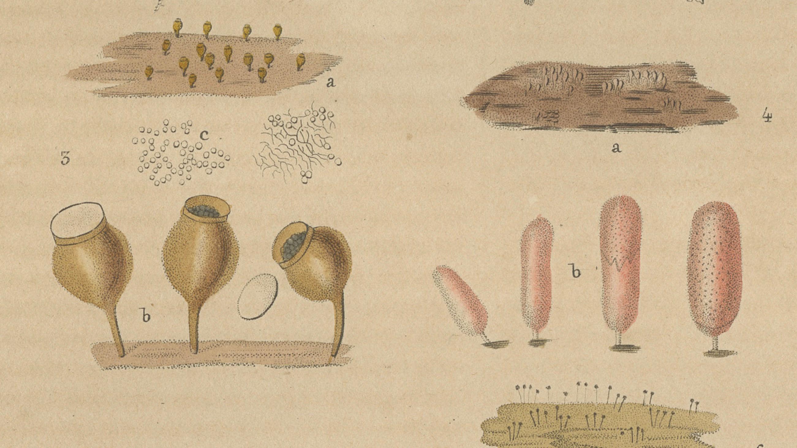 Fungal Forms: Illustrations of Mycological Diversity, 1845 In Fair Condition For Sale In Langweer, NL