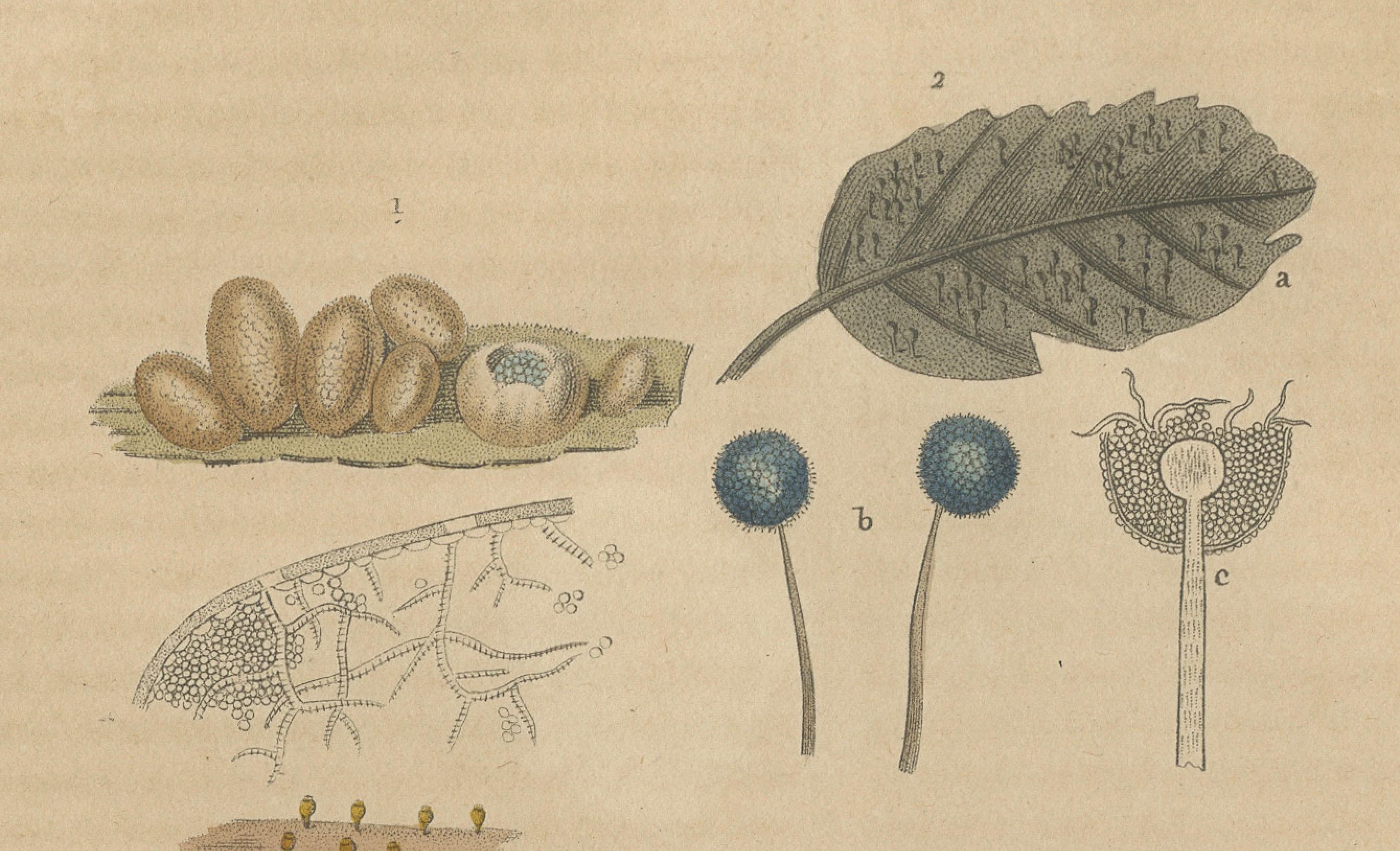 Mid-19th Century Fungal Forms: Illustrations of Mycological Diversity, 1845 For Sale