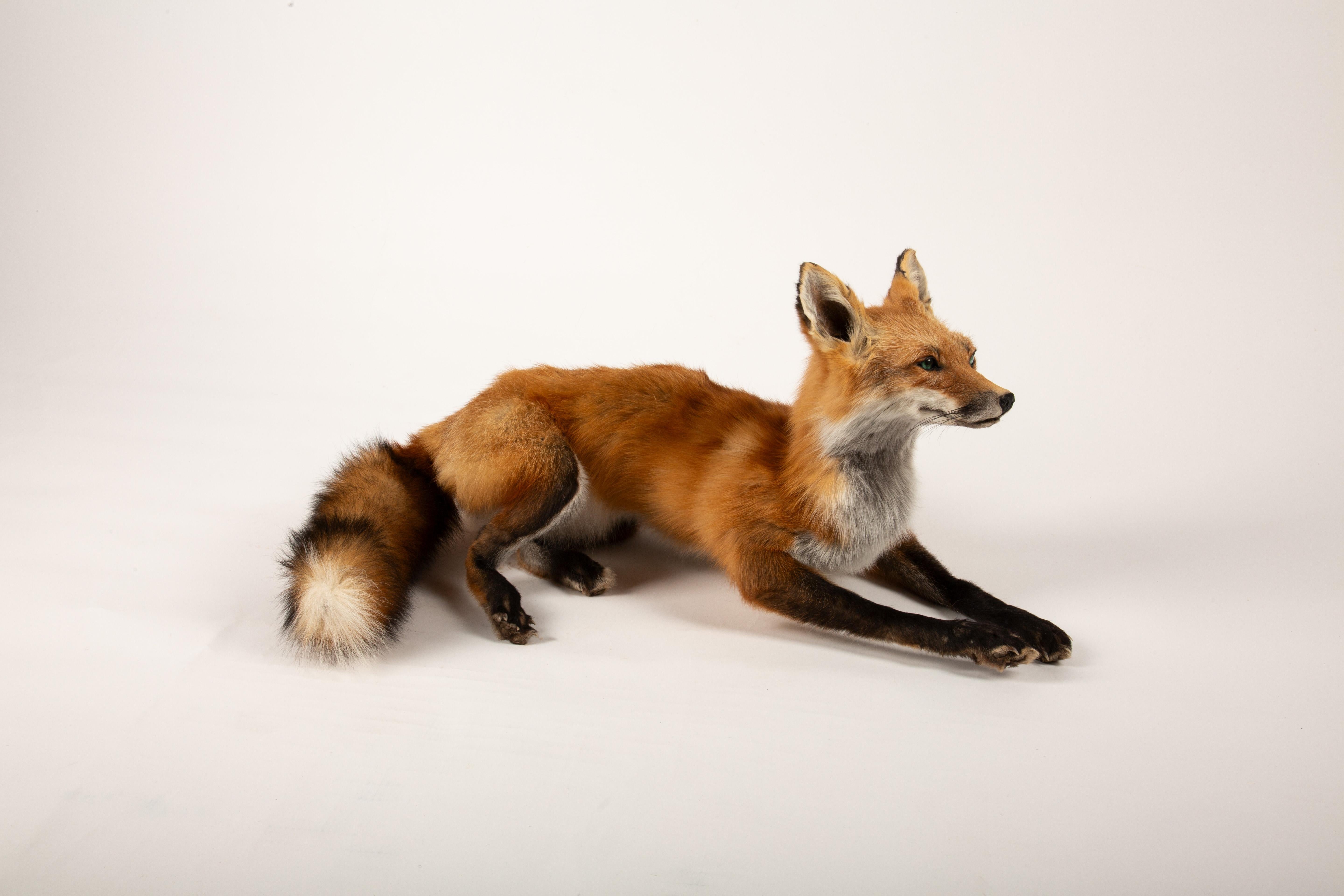 This expertly mounted taxidermy red fox captures the natural beauty and grace of this iconic animal with stunning lifelike detail. From its vibrant red and brown fur with snowy white accents to its alert ears and expressive green eyes, the