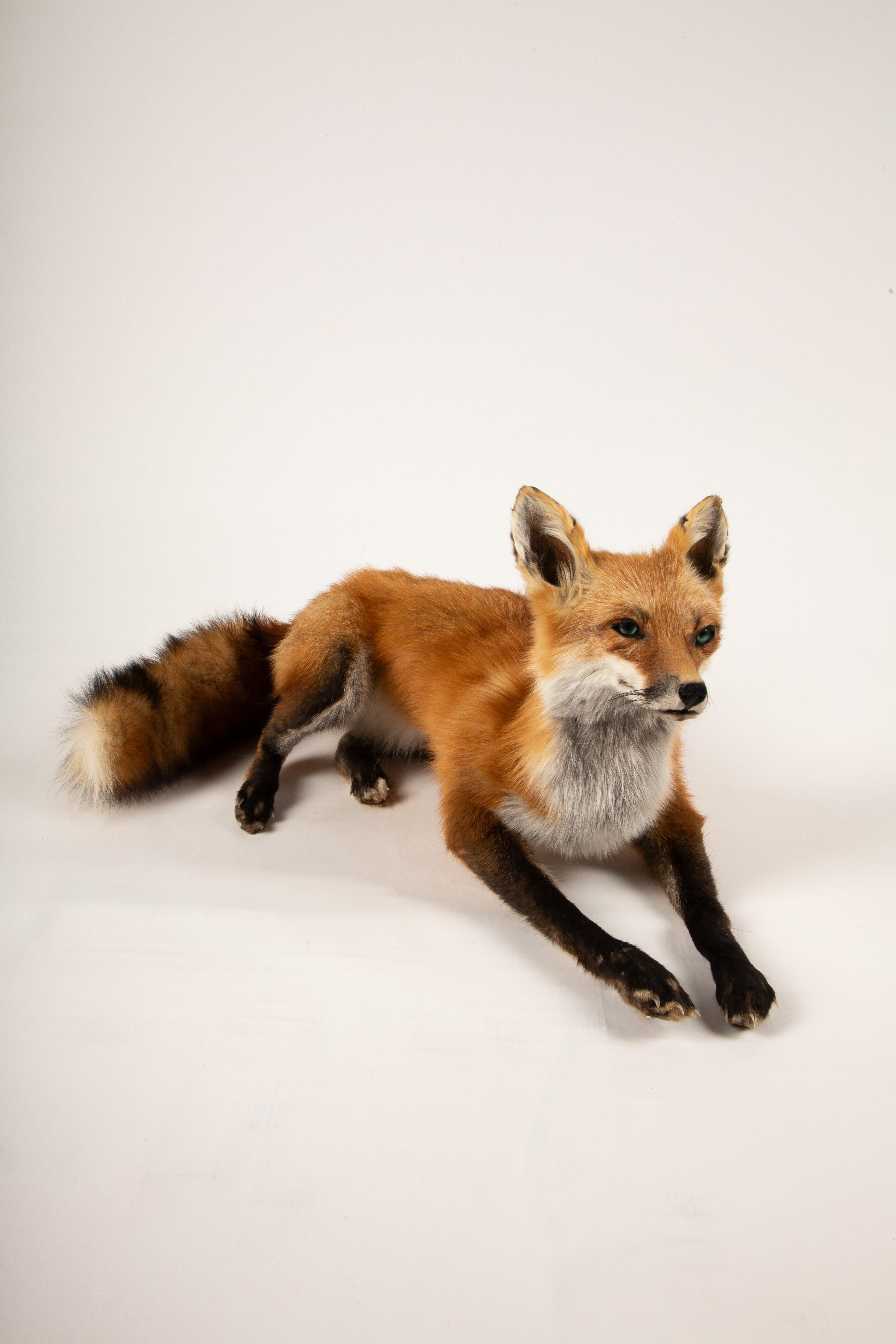 American Fur-ever Fox: A Striking Taxidermy Masterpiece