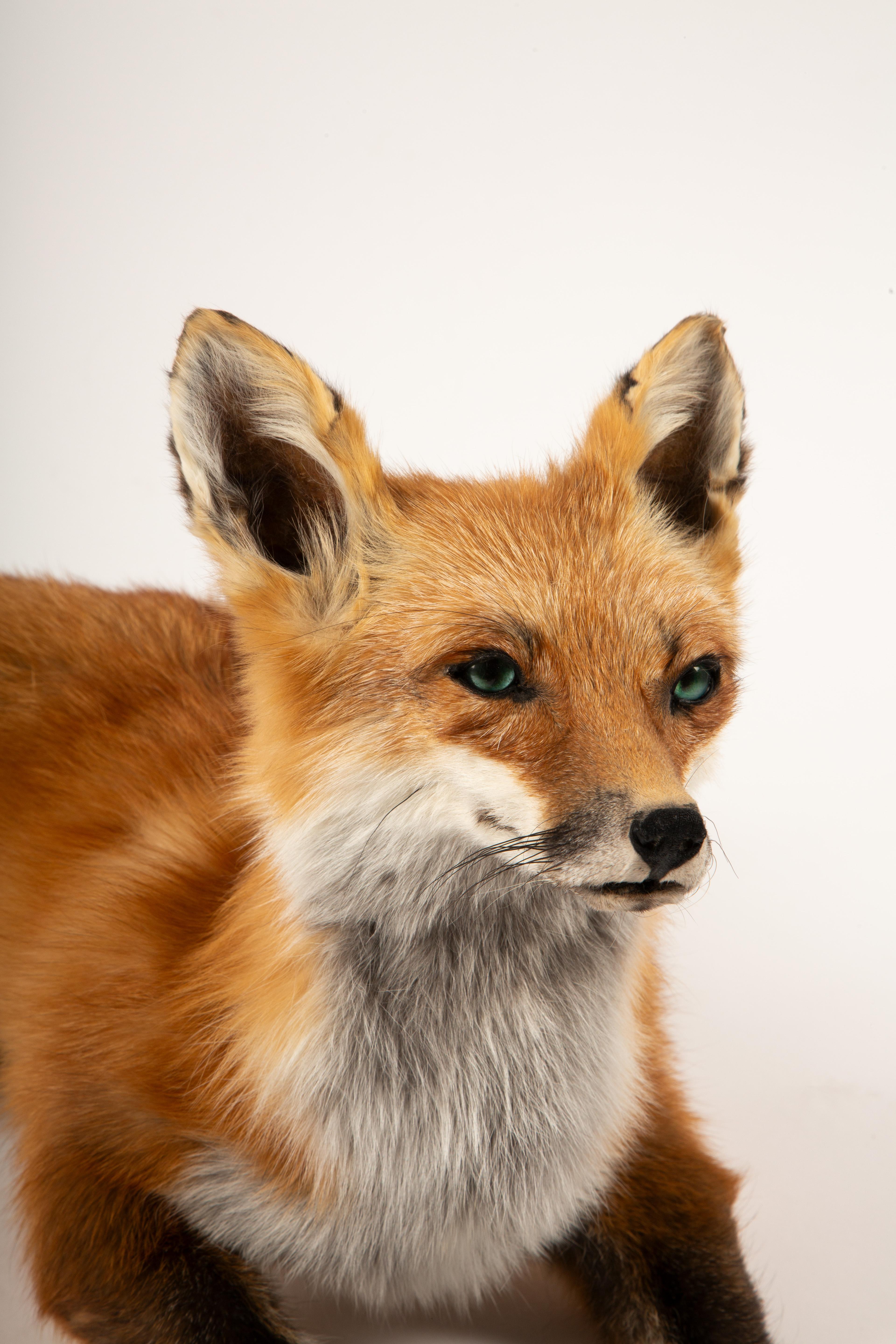 Fur-ever Fox: A Striking Taxidermy Masterpiece In Excellent Condition In New York, NY