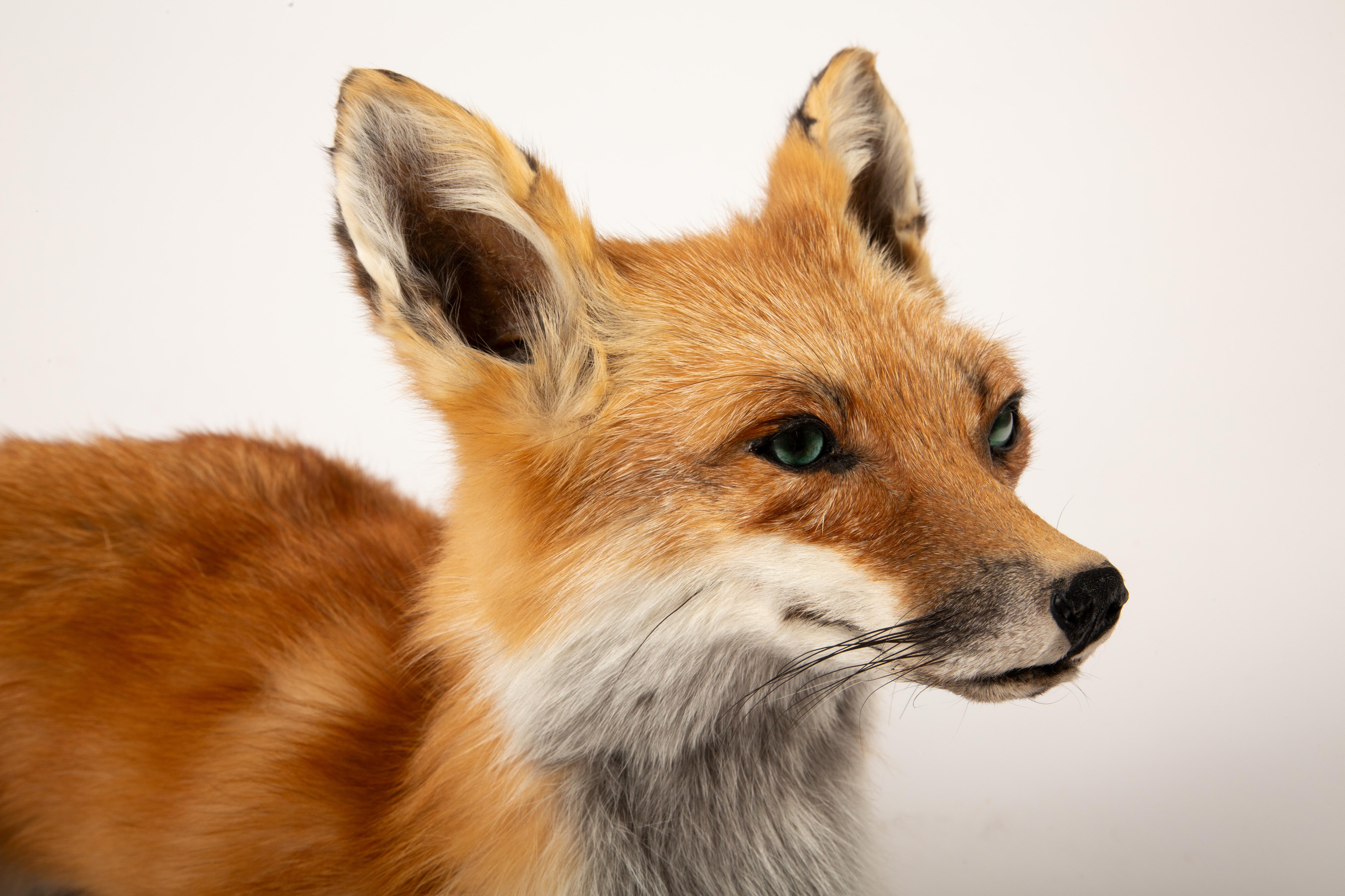 Contemporary Fur-ever Fox: A Striking Taxidermy Masterpiece