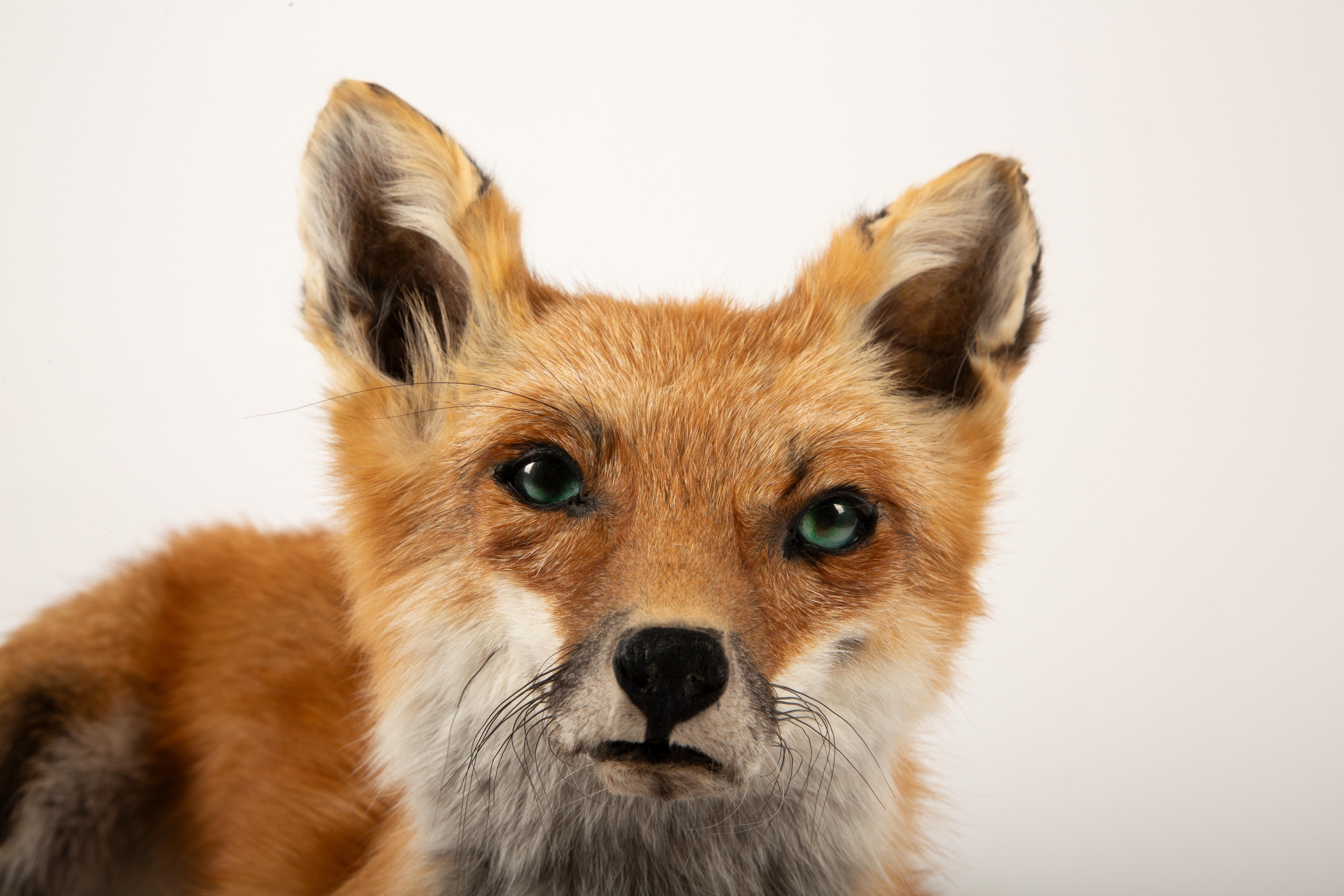 Fur-ever Fox: A Striking Taxidermy Masterpiece 1