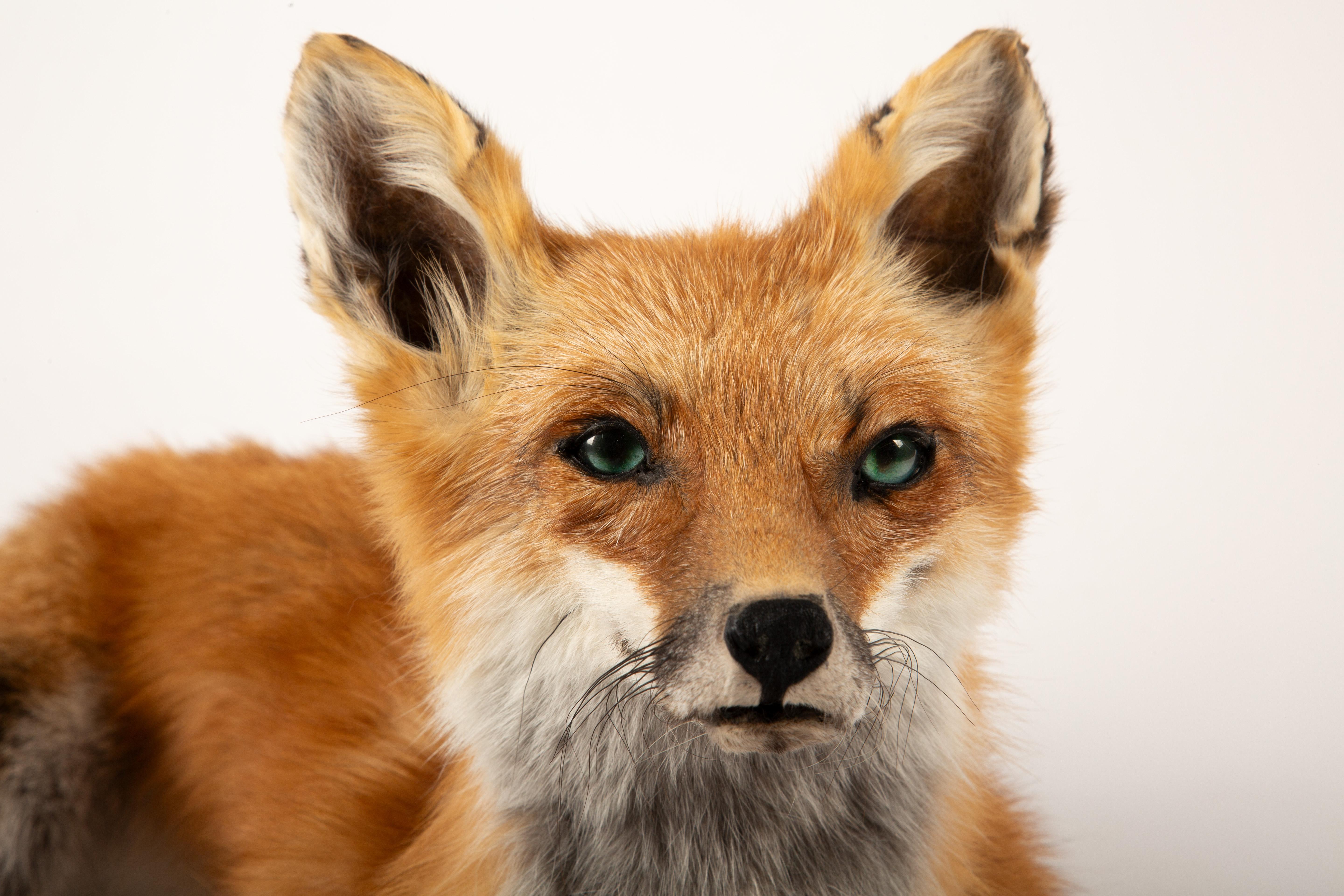 Fur-ever Fox: A Striking Taxidermy Masterpiece 2
