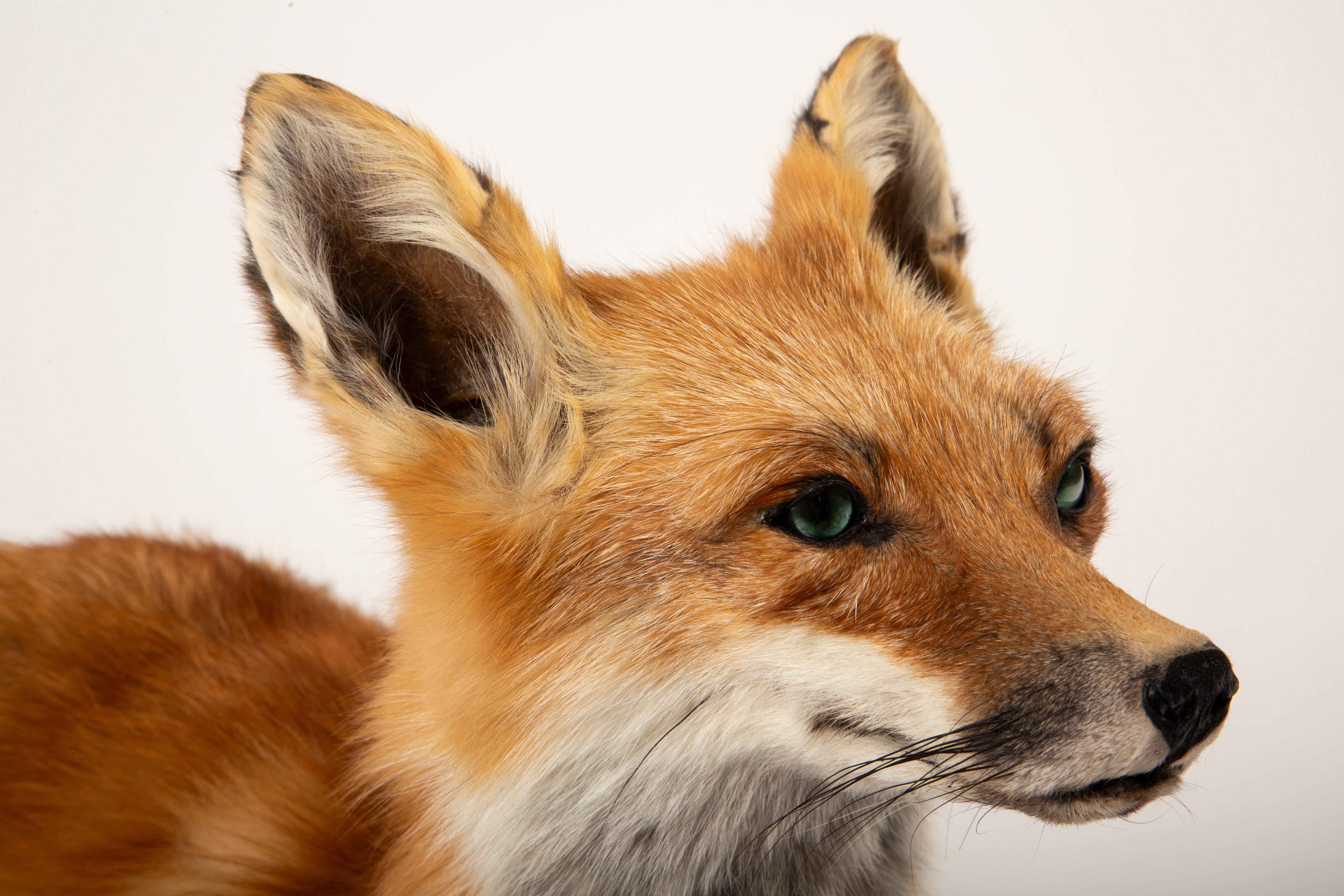 Fur-ever Fox: A Striking Taxidermy Masterpiece 3