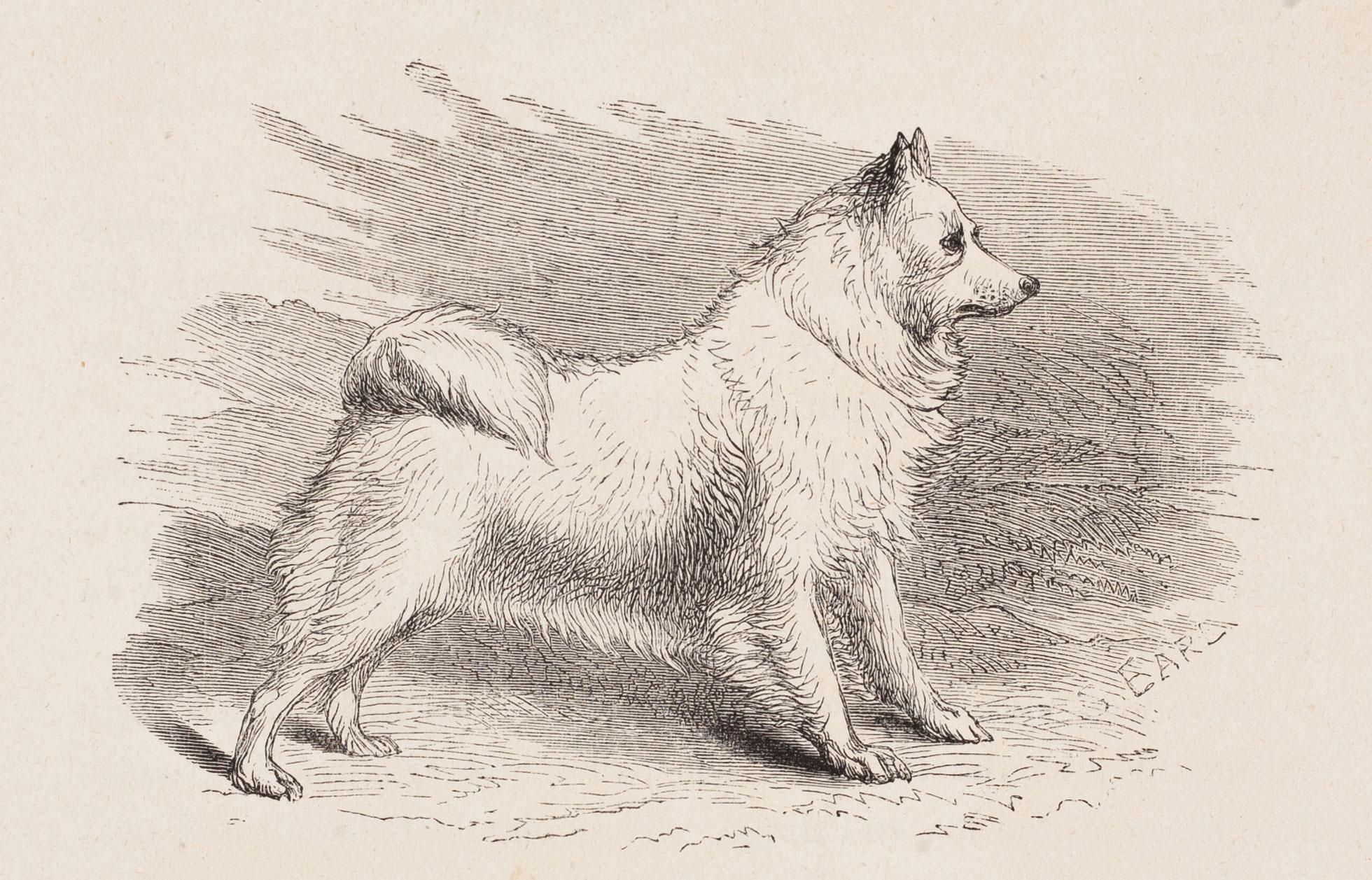 G. Earl Animal Print - Pomeranian or Spitz Dog