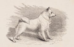 Pomeranian or Spitz Dog