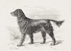 The Black and Tan Setter