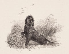 Antique The Southern Irish Water-Spaniel