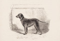 "Tyneside", un Bedlington Terrier