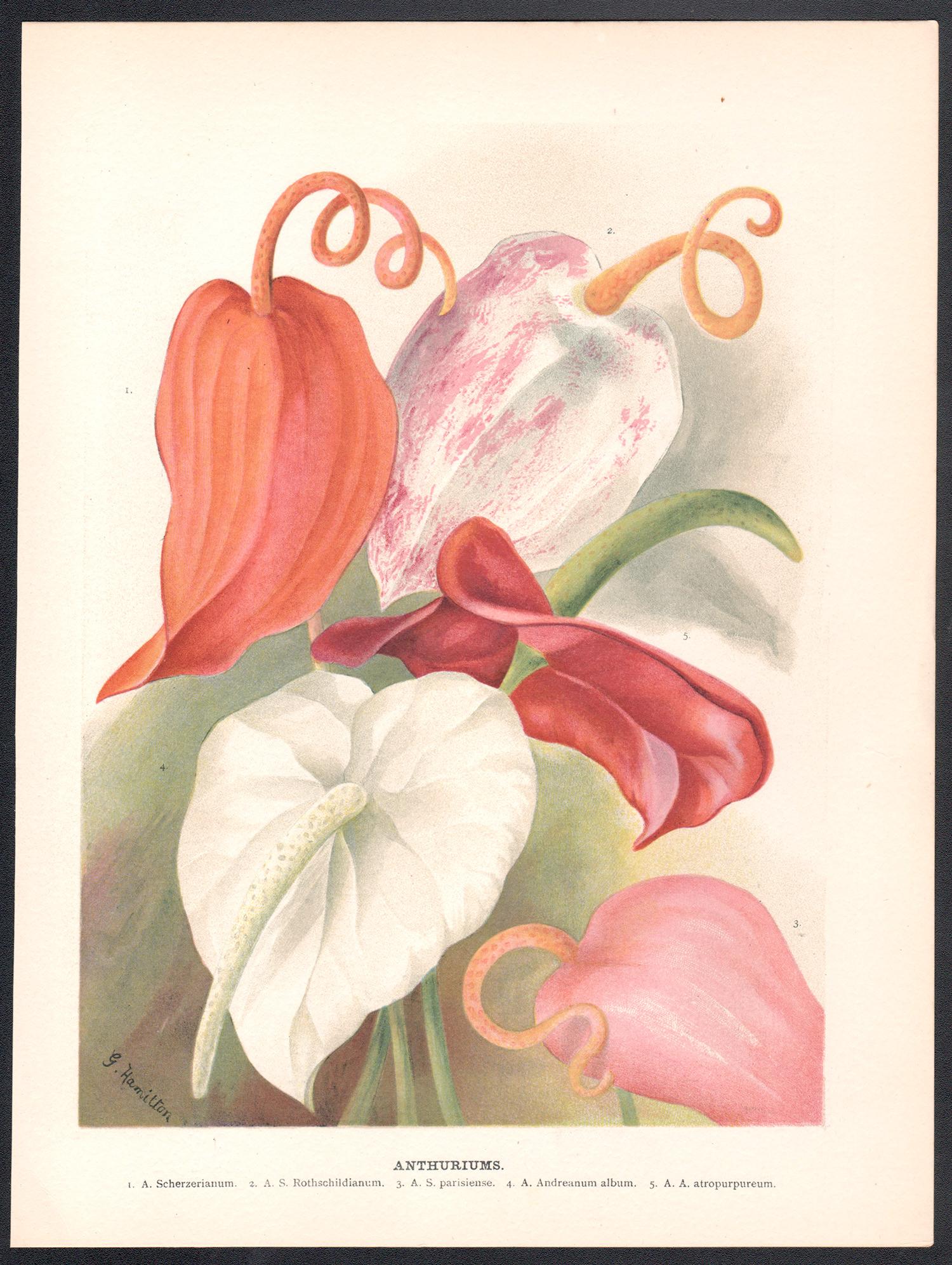 Anthuriums, cromolitografia botanica inglese di fiori antichi, 1896 - Print di G Hamilton