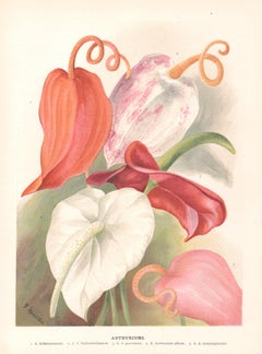 Anthuriums, cromolitografia botanica inglese di fiori antichi, 1896
