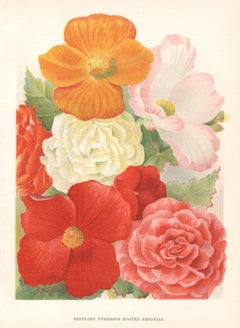 Begonias, English Antique flower botanical chromolithograph, 1896