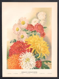 Chrysanthemums, English antique flower botanical chromolithograph, 1896