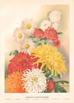 Chrysanthemums, English antique flower botanical chromolithograph, 1896