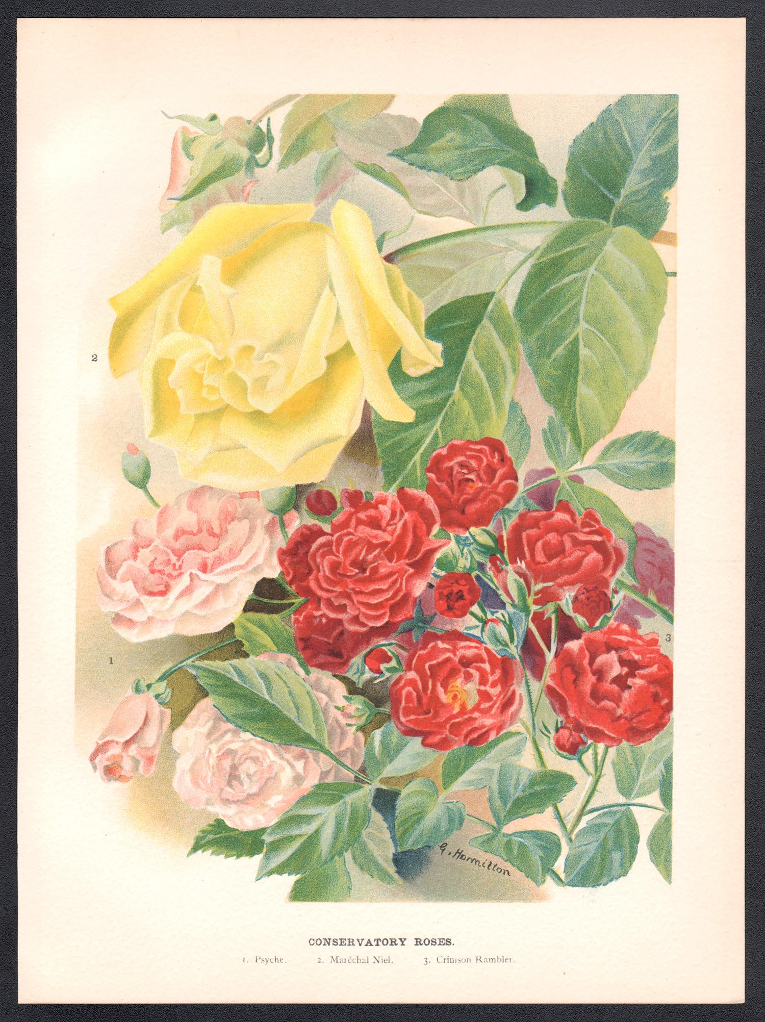 Rose del Conservatorio, cromolitografia botanica inglese di fiori antichi, 1896 - Print di G Hamilton