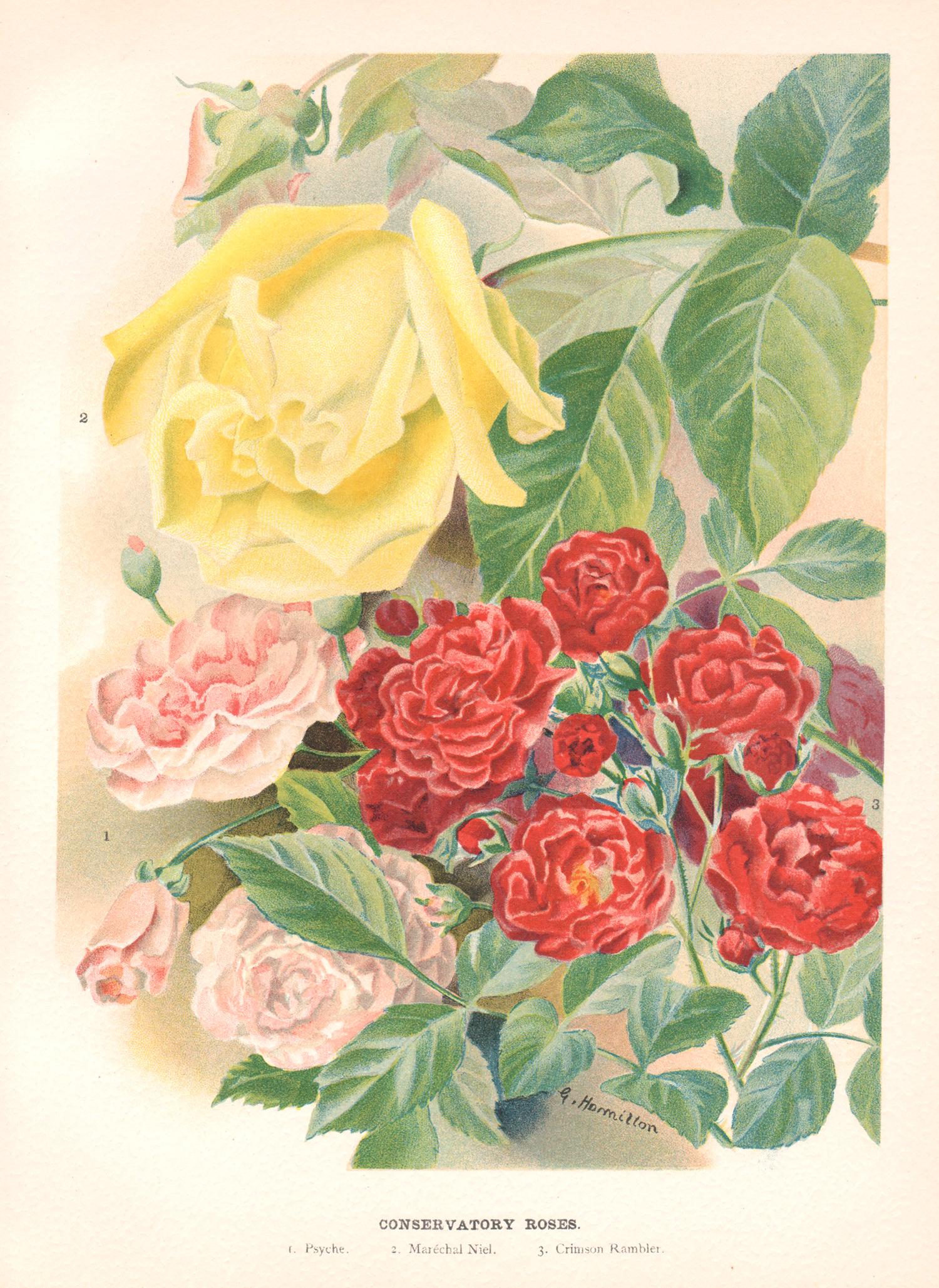 Still-Life Print di G Hamilton - Rose del Conservatorio, cromolitografia botanica inglese di fiori antichi, 1896