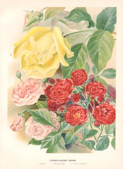 Conservatory Roses, English antique flower botanical chromolithograph, 1896