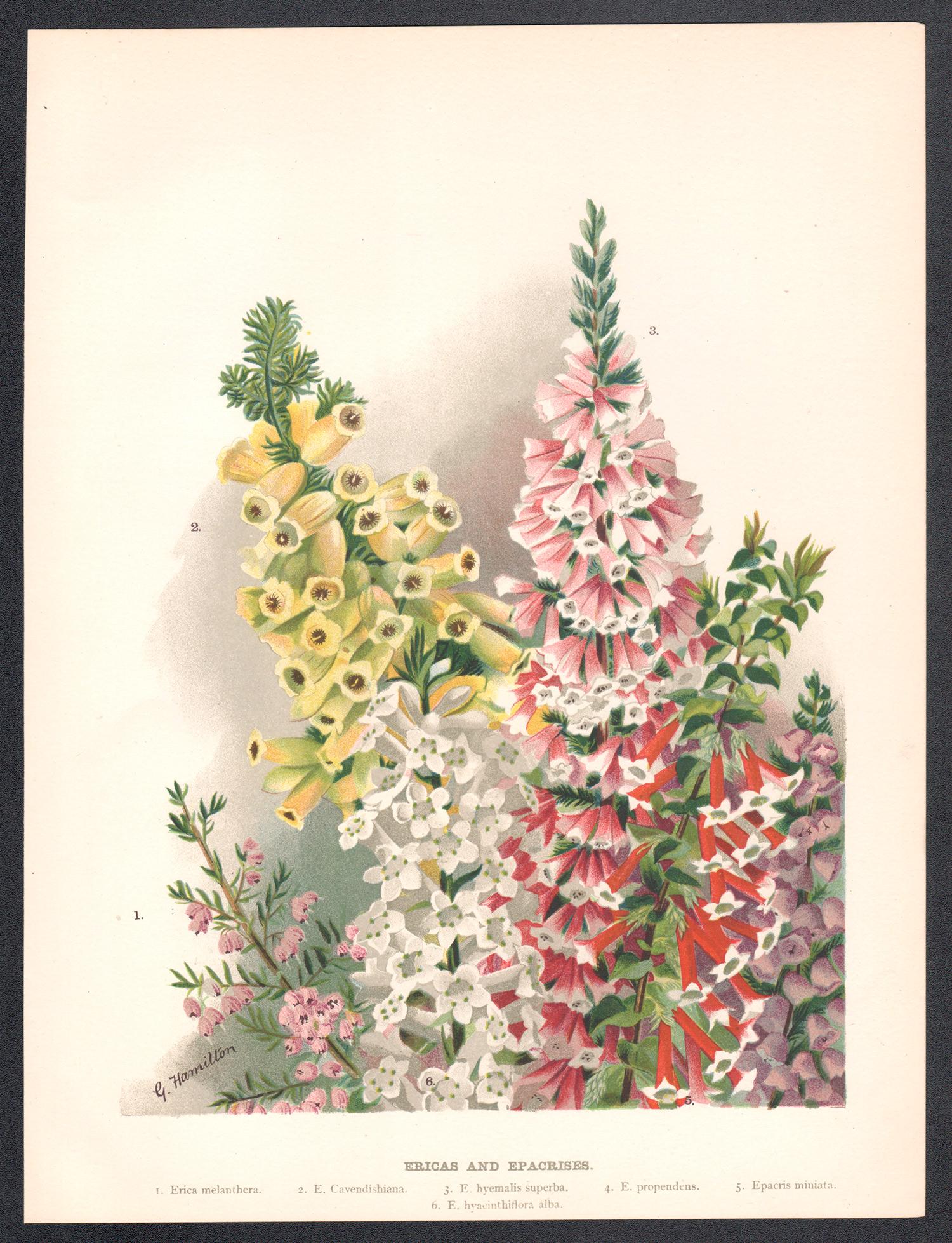 Ericas y Epacrisas, cromolitografía botánica de flores antiguas inglesas, 1896 - Print de G Hamilton