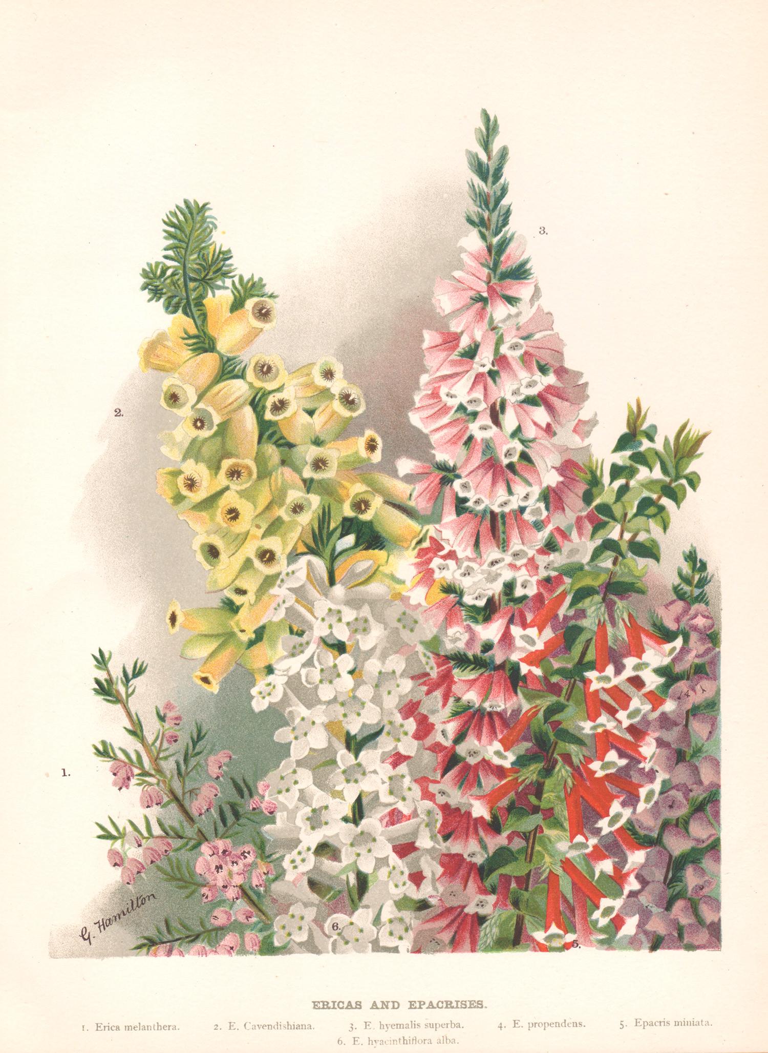 Still-Life Print de G Hamilton - Ericas y Epacrisas, cromolitografía botánica de flores antiguas inglesas, 1896
