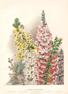 Ericas and Epacrises, English antique flower botanical chromolithograph, 1896