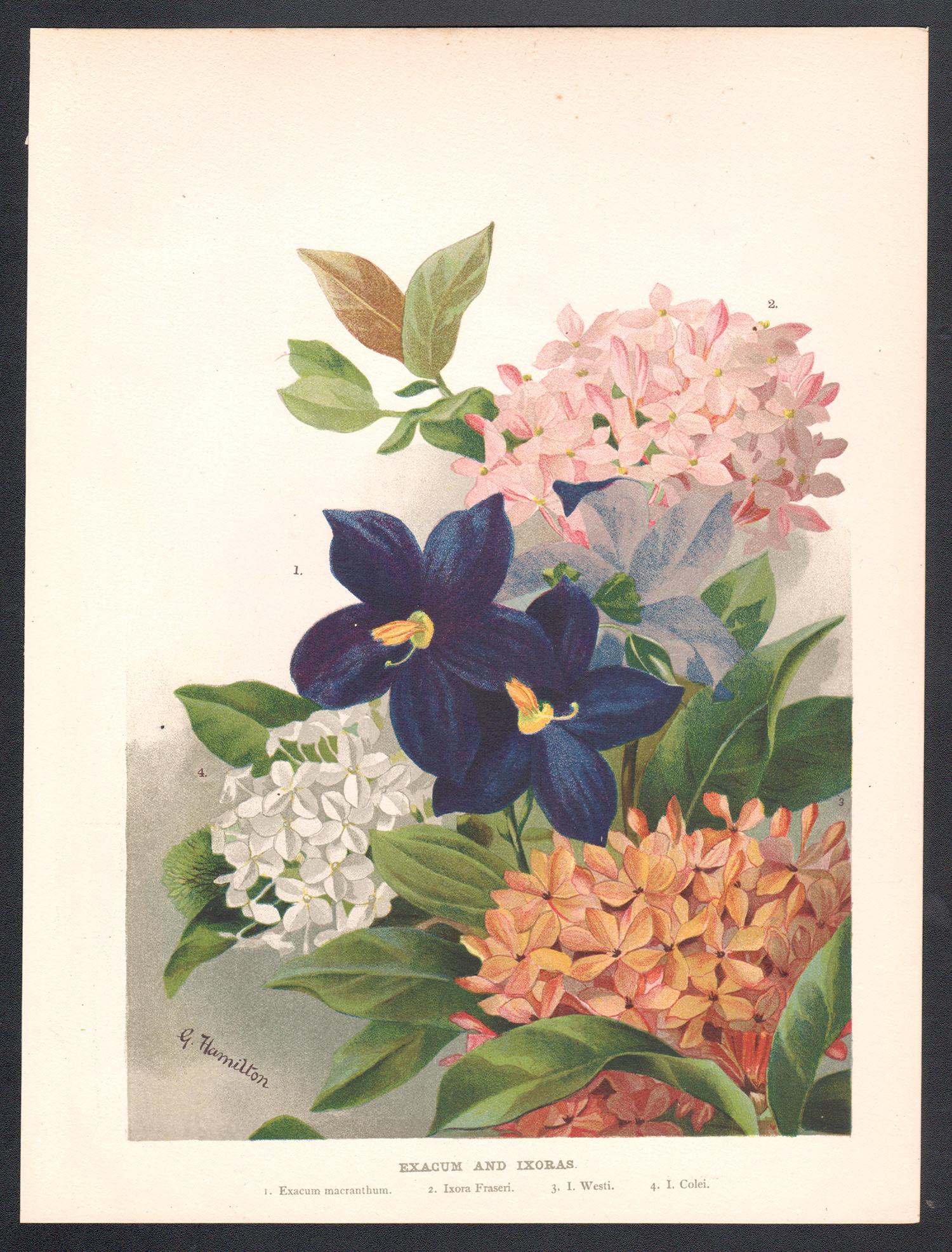 Exacum e Ixoras, cromolitografía botánica de flores antiguas inglesas, 1896 - Print de G Hamilton