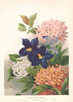 Exacum e Ixoras, cromolitografia botanica inglese di fiori antichi, 1896