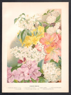 Forced Shrubs, englische antike Blumen botanische Chromolithographie mit Blumenmotiven, 1896