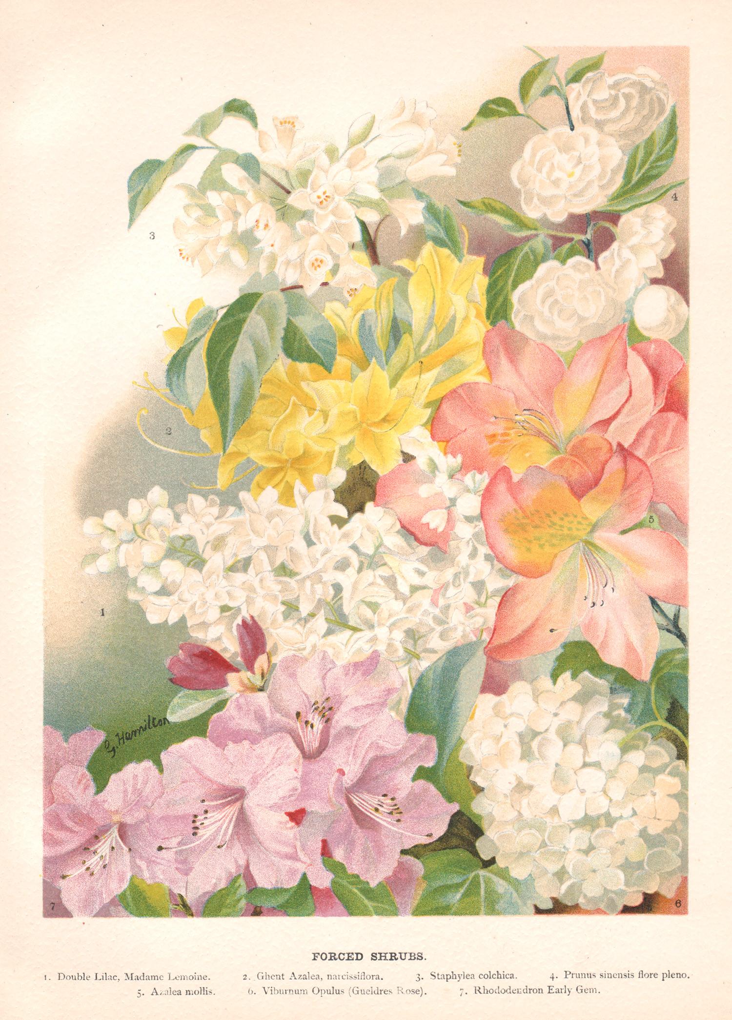 Still-Life Print de G Hamilton - Arbustos forzados, cromolitografía botánica de flores antiguas inglesas, 1896