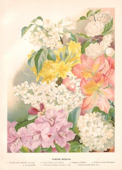 Forced Shrubs, English antique flower botanical chromolithograph, 1896
