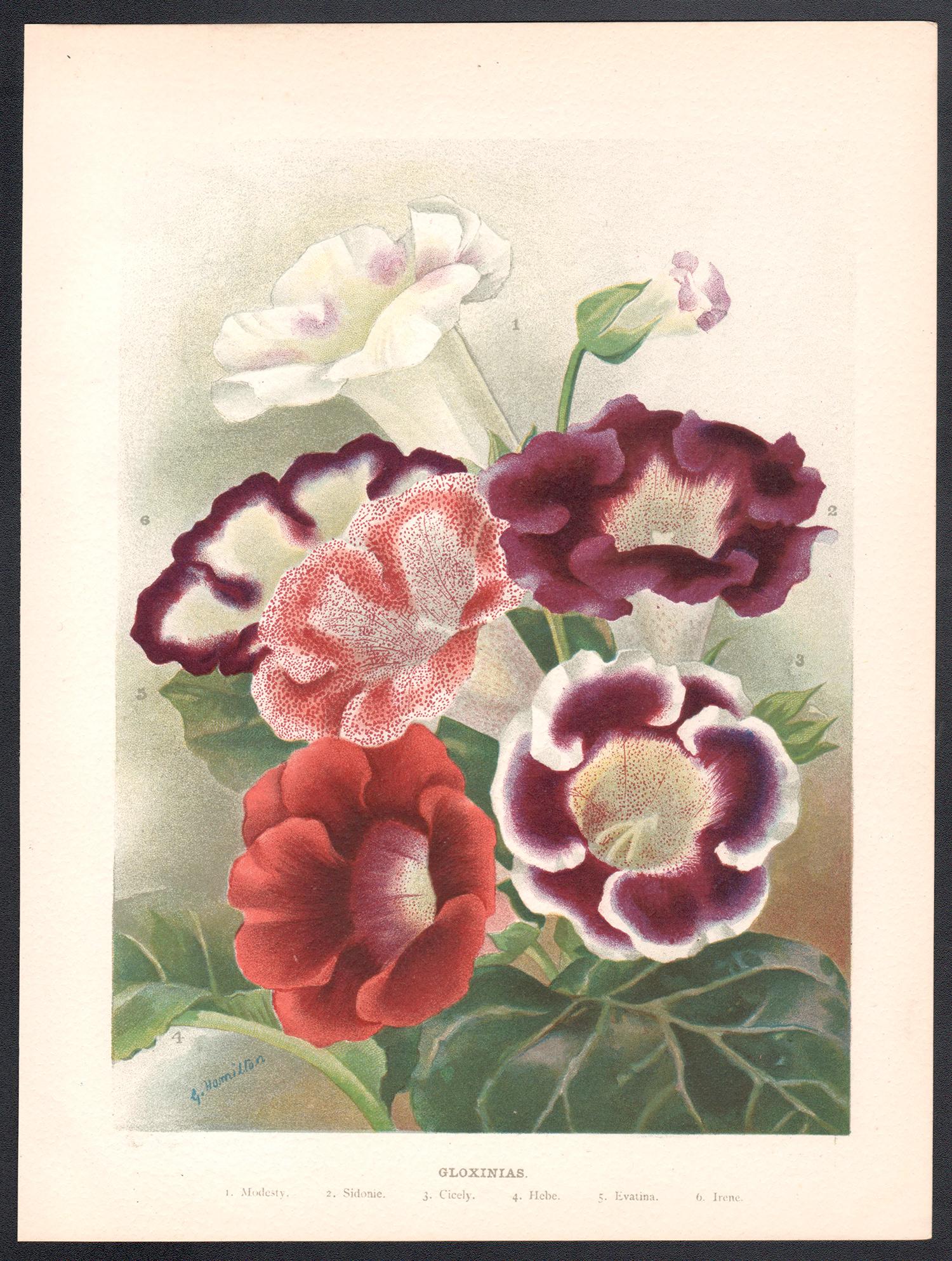 Gloxinias, cromolitografia botanica inglese di fiori antichi, 1896 - Print di G Hamilton