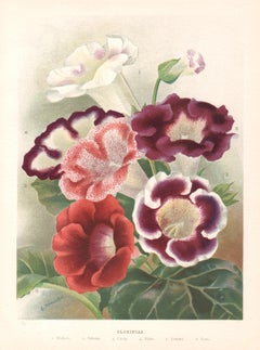 Gloxinias, English Antique flower botanical chromolithograph, 1896
