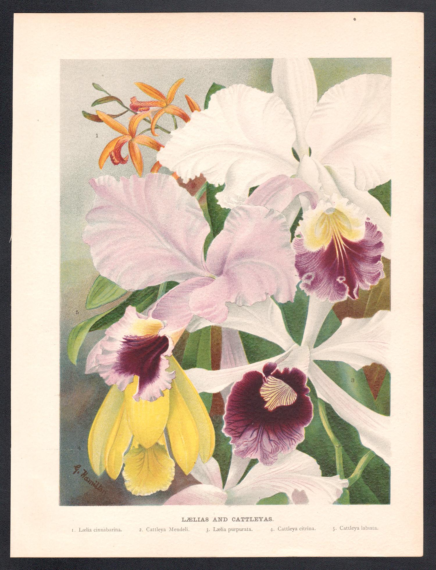 Laelias y Cattleyas, cromolitografía inglesa de flores antiguas de orquídeas, 1896 - Print de G Hamilton