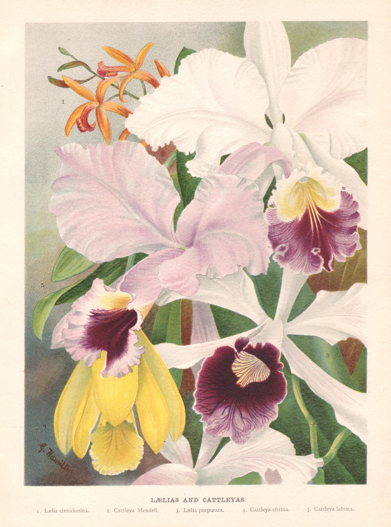 Still-Life Print de G Hamilton - Laelias y Cattleyas, cromolitografía inglesa de flores antiguas de orquídeas, 1896