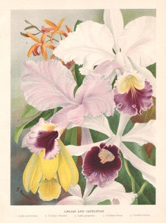 Laelias and Cattleyas, English antique flower orchid chromolithograph, 1896
