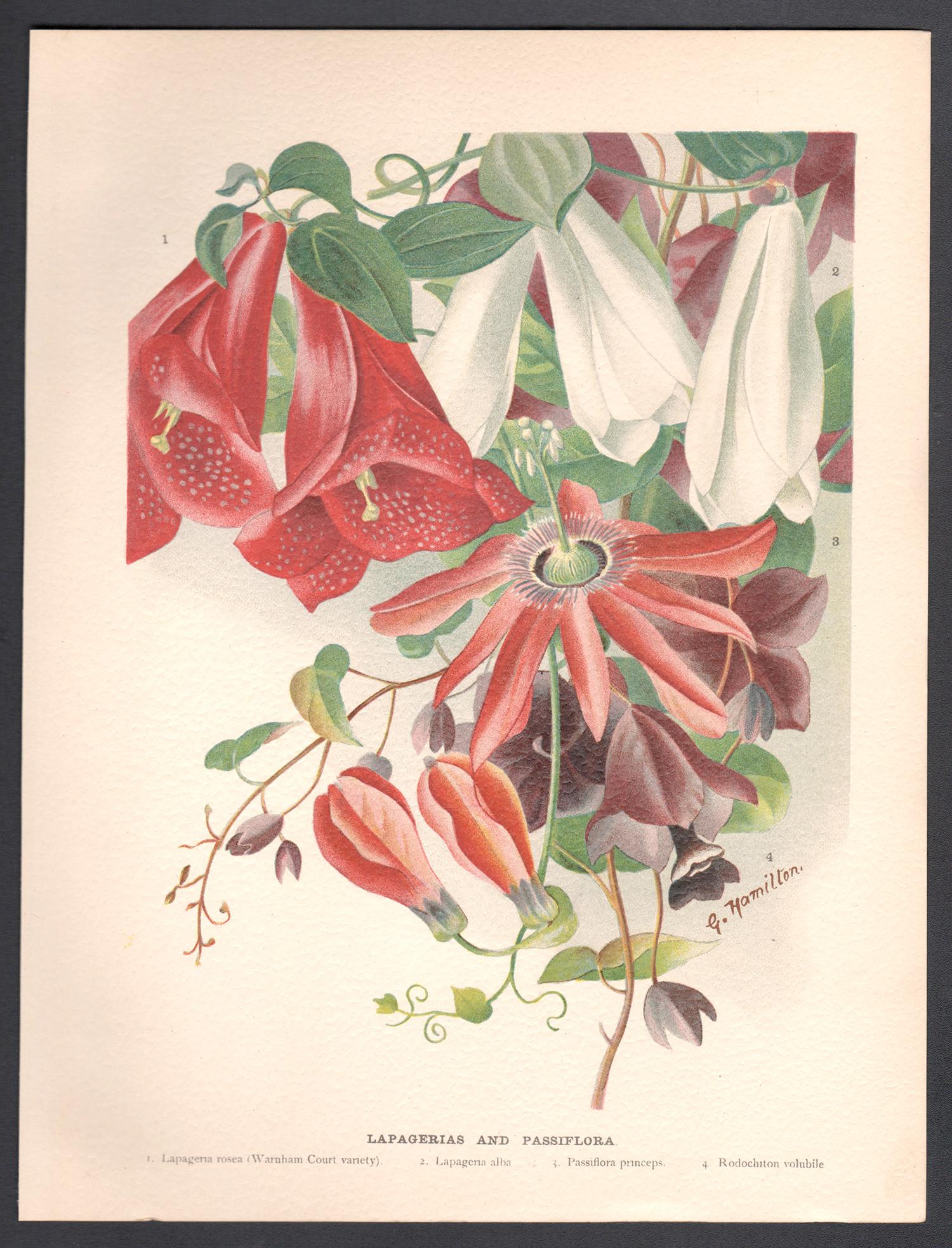 Lapagerias & Passiflora, cromolitografía botánica de flores antiguas inglesas, 1896 - Print de G Hamilton
