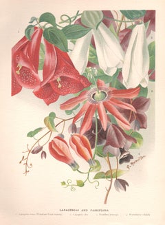 Lapagerias & Passiflora, English antique flower botanical chromolithograph, 1896