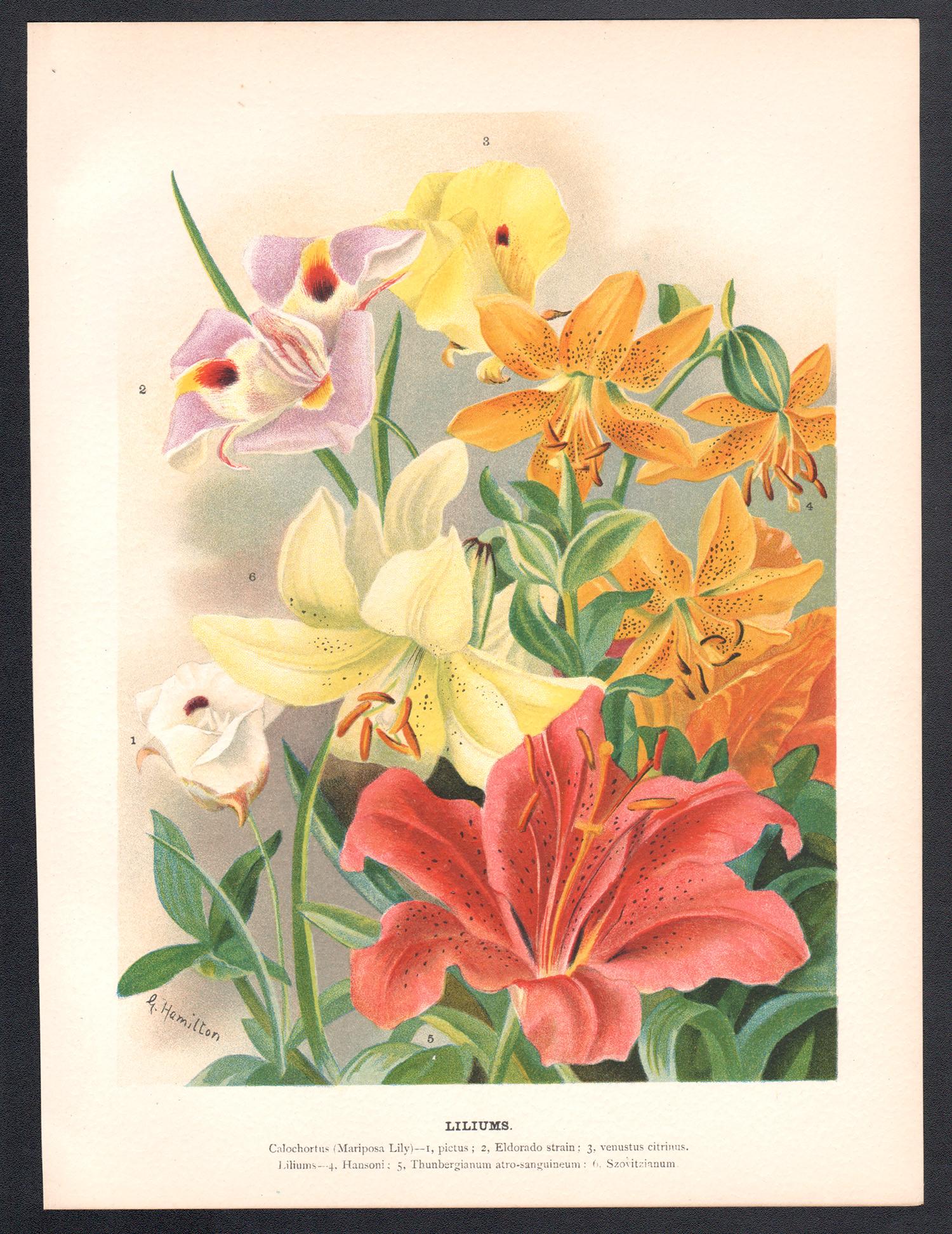 Lilium, cromolitografia botanica inglese di fiori antichi, 1896 - Print di G Hamilton