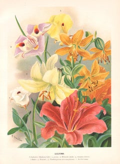 Lilium, cromolitografia botanica inglese di fiori antichi, 1896