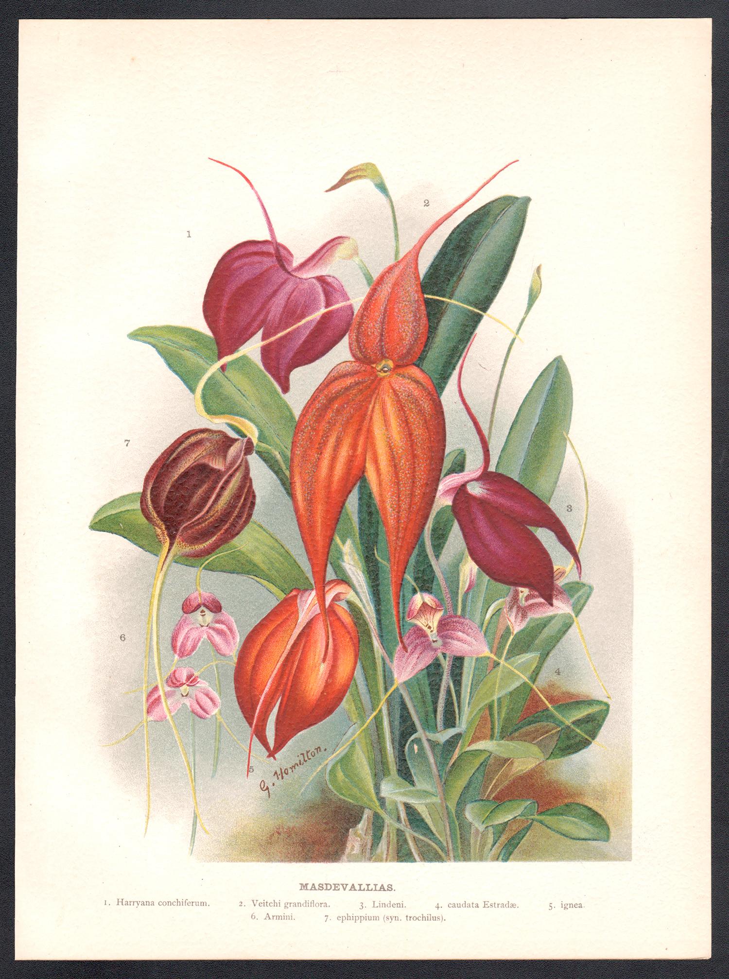 Masdevallias, cromolitografía botánica de flores antiguas inglesas, 1896 - Print de G Hamilton