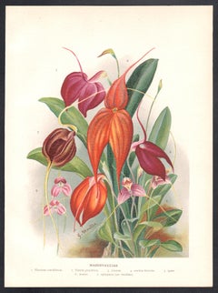 Masdevallias, Englische antike botanische Blumen chromolithographie mit Blumenmotiven, 1896