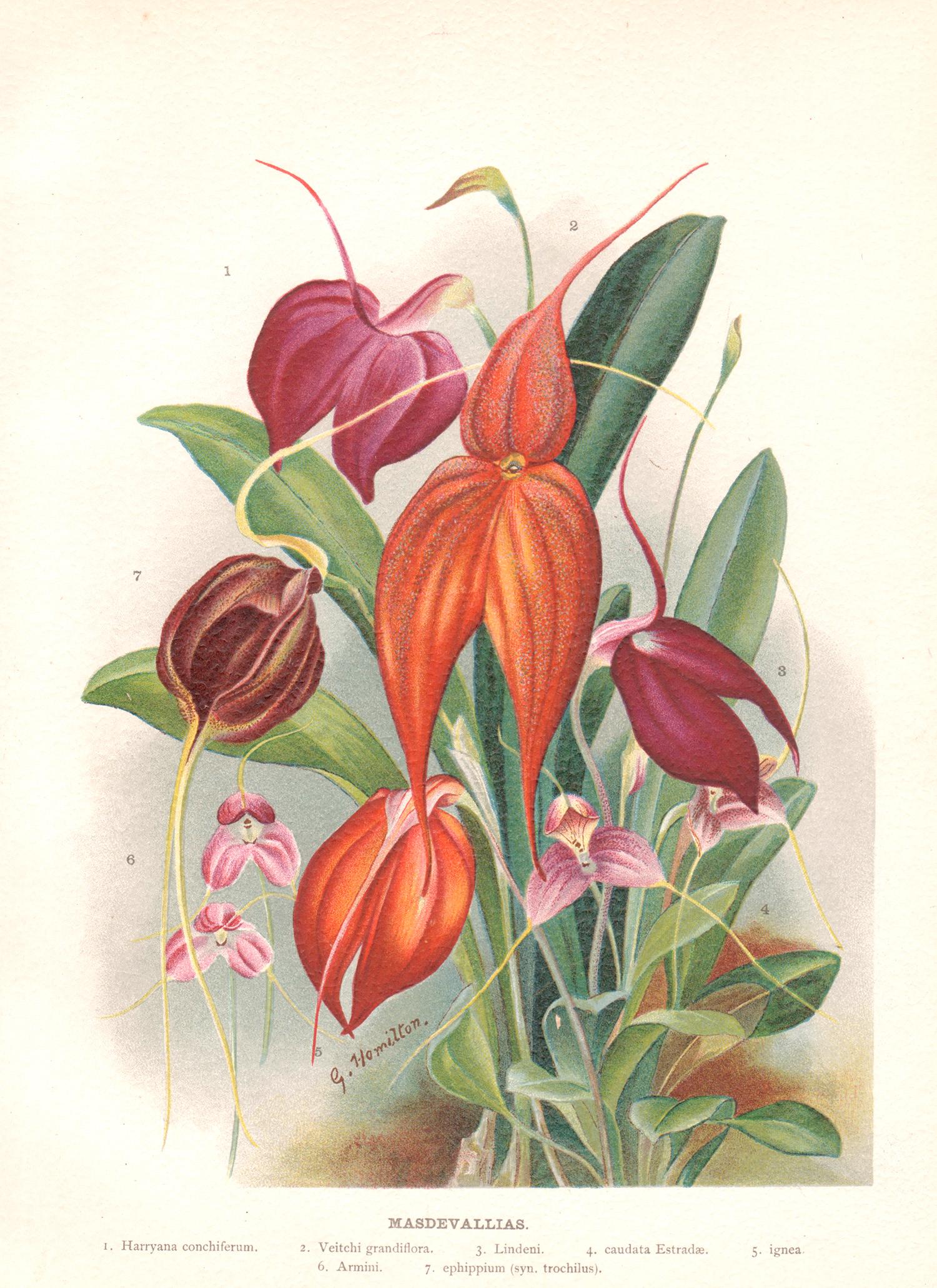 Still-Life Print de G Hamilton - Masdevallias, cromolitografía botánica de flores antiguas inglesas, 1896