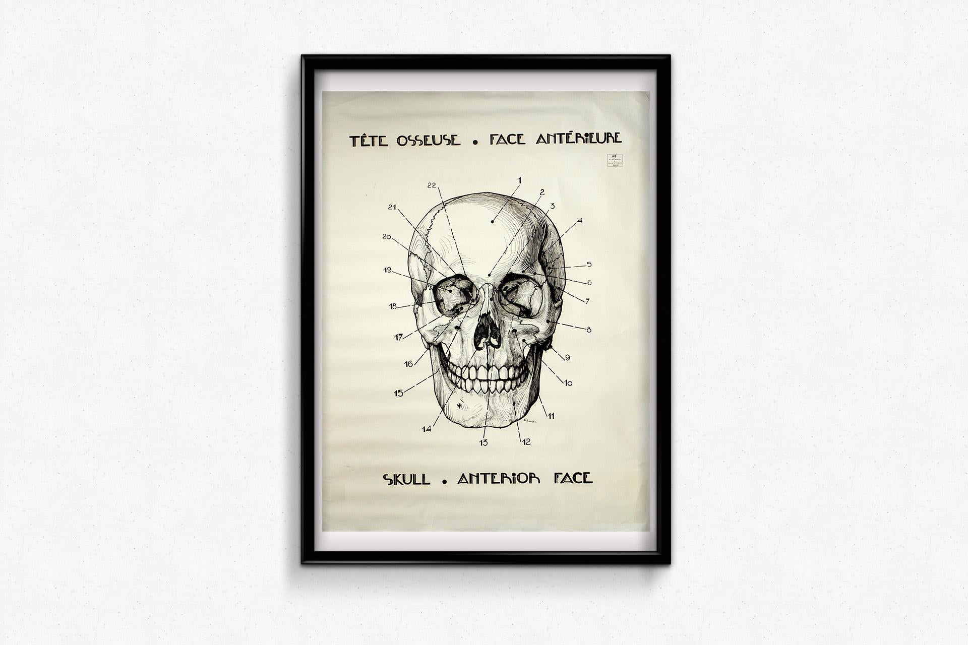 Original circa 1950 French anatomical poster - Skull - Anterior Face - Print by G. Lucas