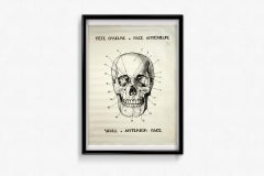 Original circa 1950 French anatomical poster - Skull - Anterior Face