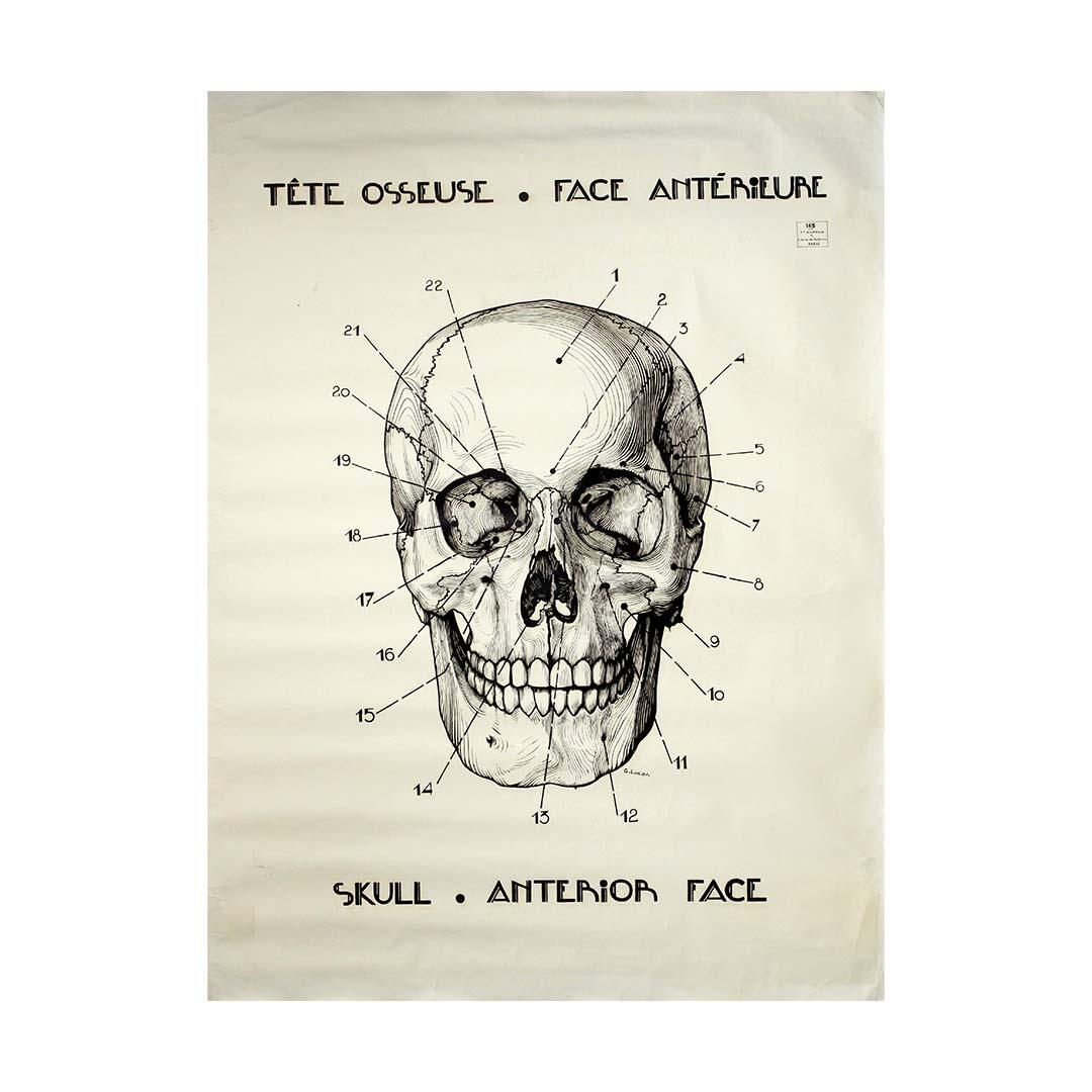This original circa 1950 French anatomical poster, titled Tête osseuse – Face antérieure (Skull – Anterior Face), was created by G. Lucas for educational use and is based on the work of the legendary anatomist Dr. Louis Auzoux.

A superb example of