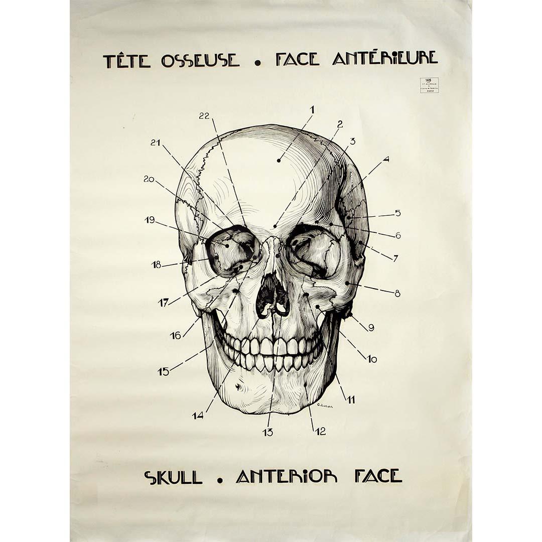 Original circa 1950 French anatomical poster - Skull - Anterior Face