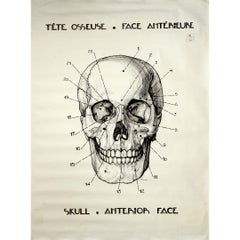 Poster anatomico francese originale del 1950 circa - Cranio - Faccia Anterior
