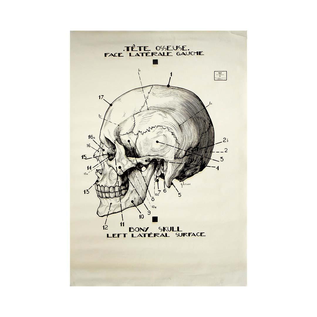 Original circa 1950 French anatomical poster - Skull - Left Lateral Surface - Print by G. Lucas