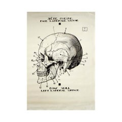 Original circa 1950 French anatomical poster - Skull - Left Lateral Surface