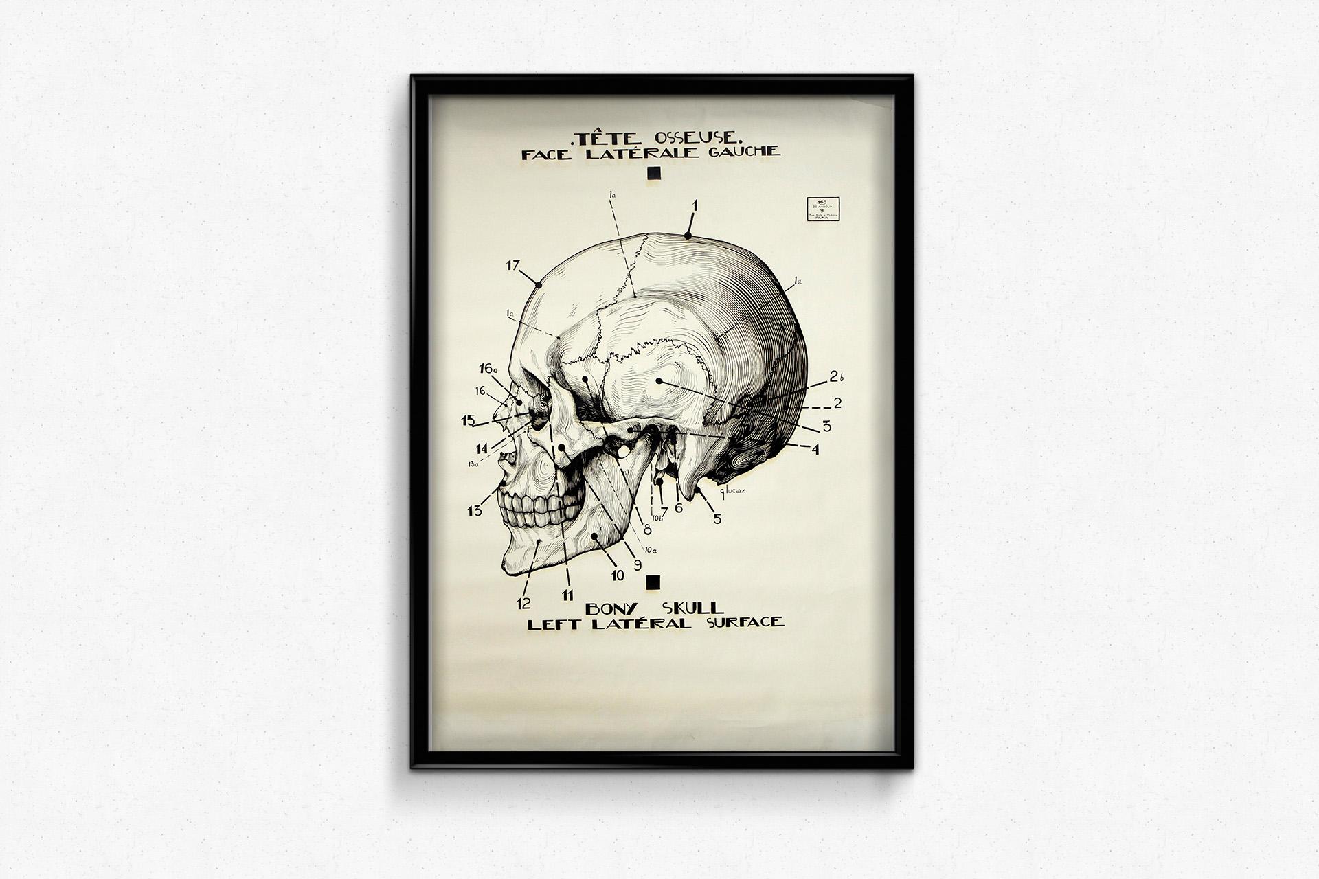 This original circa 1950 French anatomical poster, titled Tête osseuse – Face antérieure (Skull – Anterior Face), was created by G. Lucas for educational use and is based on the work of the legendary anatomist Dr. Louis Auzoux.

A superb example of